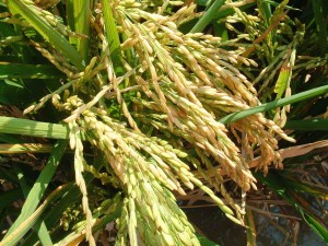 RICE. . . growing in paddy