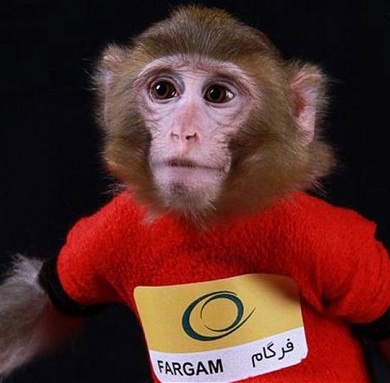 BACK ALIVE — Fargam, the space monkey, is a bit wide-eyed after a speedy 15-minute ride to the edge of space and back Saturday.