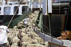NO CRUISE SHIP — Australian sheep are herded aboard a freighter for shipment abroad,
