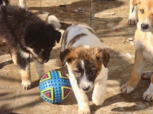 PLAY TIME — These are some of the dogs cared for at an animal shelter maintained by private funds near Karaj. 