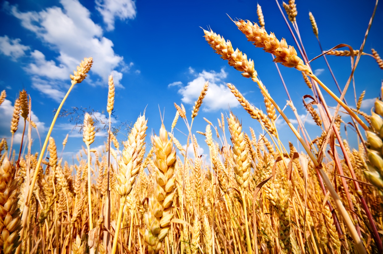 Regime proclaims (again) self-sufficiency in wheat