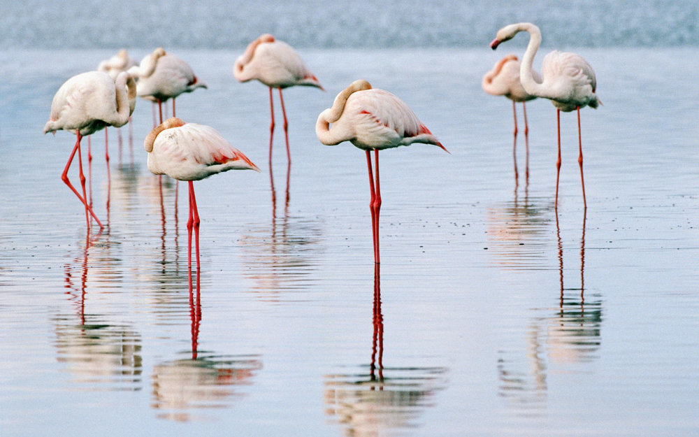 VISITORS — This year, the flamingoes like Lake Urumiyeh, for a change.