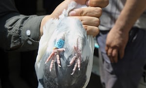DRUG LORD NABBED — A police officer shows a pigeon he arrested with a bag of drugs strapped to his leg.