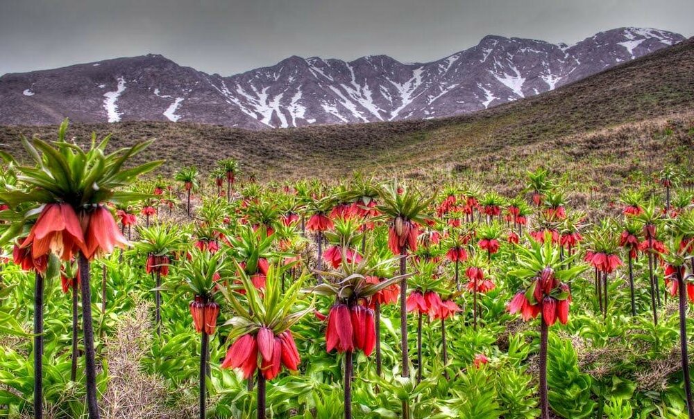 REVERSAL — This unique lily startles people because it grows upside down.