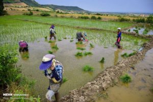 CULTIVATING — Women do a lot of the backbreaking work of bending over to tend to rice plants, like at this paddy in the far north.  Of course, it isn’t all backbreaking work, as can be seen with the woman in the foreground who is taking a break to talk with a friend on her cellphone.