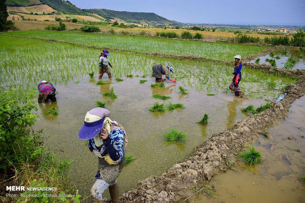 Rice cultivation halted in all but two provinces