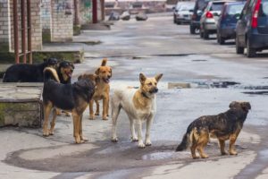 DON’T MESS WITH US — This pack of stray mutts in Tehran doesn’t seem terribly impressed with the latest plan to keep them out of populated areas.