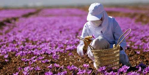 A saffron field