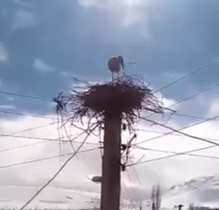 Town helps stork build nest