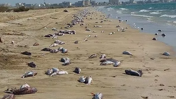 DEATH — A photographer caught this picture of dead fish piling up on the beach at Jask on the Gulf of Oman coast. 