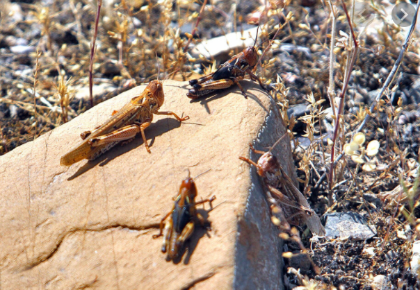 PESTS — Locusts are big problem in southwest.