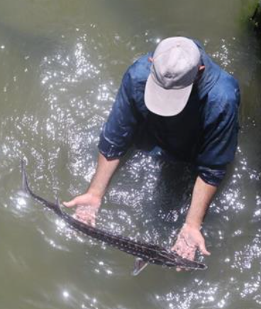 JUST FISHING — A “fisherman” in a coastal pond shows off a young sturgeon he is raising for caviar.