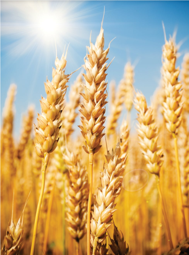 Gov’t must import much wheat this year as crop fails