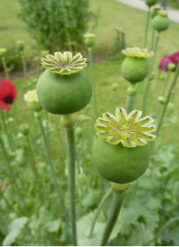 POPPIES. . . major Afghan crop