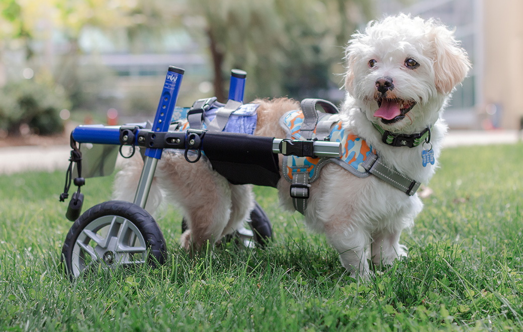 Pooch from Iran gets own wheelchair to move around