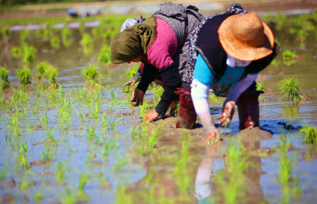 STOOP LABOR—Women work a rice paddy in Gilan province near the Caspian