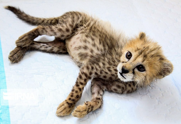 THRIVING – The one cheetah cub to survive of the three born in captivity is thriving. This photo shows the cub at 77 days. Three cubs were born May 1, but two died within two weeks.