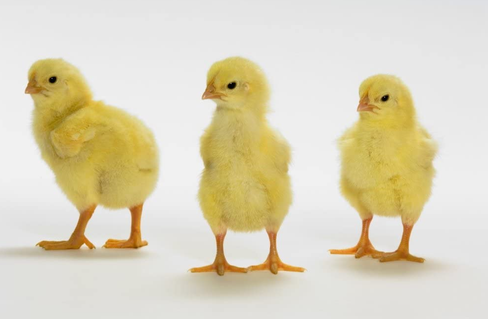 Poultry farmers say chicks cost far too much to raise