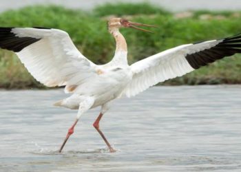 Girl Bird to be Introduced to Omid
