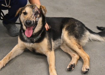 Acid-burned Iranian dog surgery and rescue in Southern California