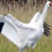 Flying (not)