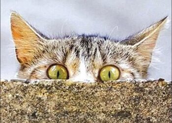 It’s Now A Crime to Have A Cat!