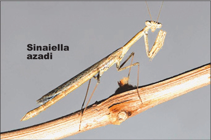 New Species Of Praying Mantis Found Playing Dead in Desert