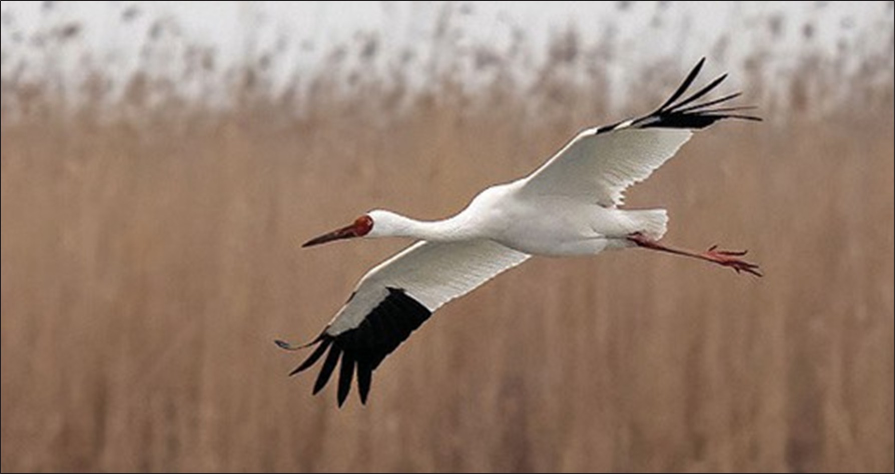 Omid The Siberian Crane May Have Died